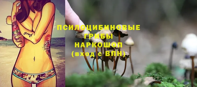 Галлюциногенные грибы Cubensis  купить  цена  МЕГА ссылки  Камешково 